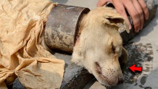 Ein sterbender Hund mit einem eisernen Ring um den Hals lag kraftlos da die Menschen waren schockie [upl. by Drwde]