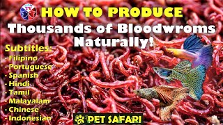 How to Produce Thousands of Bloodworms [upl. by Lindsey]