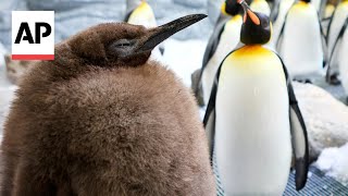 Huge king penguin chick in Australia named Pesto becomes social media star [upl. by Ennayoj]