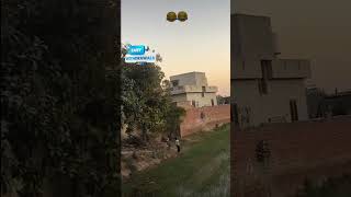 Kite Catching In Punjab funny Patang Lover ❤️  shorts youtubeshorts patang kiteflying [upl. by Adnilem]