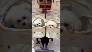 Twin TwoSeater Pet Stroller🌟 catcarrier cat petstroller [upl. by Aicnorev]