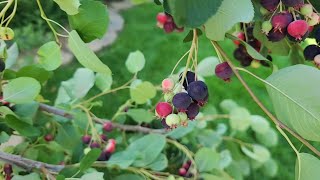 Serviceberry Harvest and Preservation [upl. by Annamarie373]