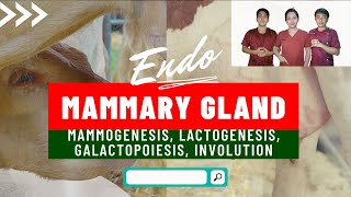 VET ENDO  Mammogenesis Lactogenesis Galactopoiesis amp Involution  Student Output [upl. by Oremoh]