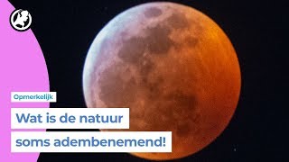 Genieten van de superbloedmaan [upl. by Klarrisa]