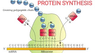 PLUS TWO BIOLOGYPROTEIN SYNTHESIS WITH QUESTION DISCUSSIONPART 5 OF MOLECULAR BASIS OF INHERITANCE [upl. by Gorlicki]