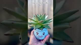 Echeveria Agavodies Ebony growth echeveriaagavoides succulentgrowth succulent succulentbabies [upl. by Uriiah]