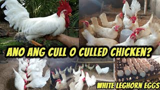 What is cull or culled chickens  First load of white leghorn eggs in the incubator [upl. by Nikolaus]