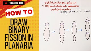 Very easy and simple diagram of binary fission in planaria [upl. by Aivilo]