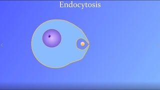 Endocytosis featuring a real amoeba and white blood cell [upl. by Yeslek223]