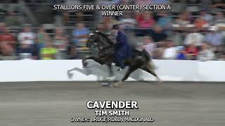 CAVENDER 2024 TENNESSEE WALKING HORSE NATIONAL CELEBRATION [upl. by Eadahs227]