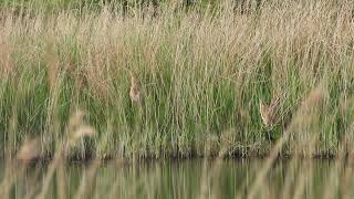 Male Bitterns face off RSPB Middleton Lakes 20May2024 [upl. by Hanej]