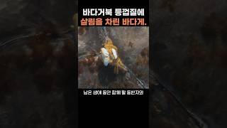 바다거북 등껍질에 살림을 차린 바다게 콜럼버스게 바다거북 [upl. by Orual]