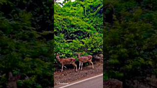 Spotted Deer  Chital [upl. by Eduardo71]