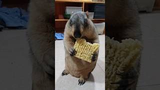 marmot is grinding instant noodles [upl. by Leitnahs]