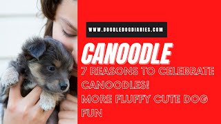 7 Reasons To Celebrate Canoodle Doodle Dogs More Fluffy Doodle Dog Fun [upl. by Seitz]