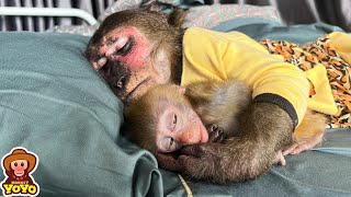 Monkey YoYo Jr loves baby monkey so much [upl. by Arej671]