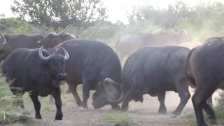 Buffalo fighting INTENSE  Nico Brits [upl. by Acenom]