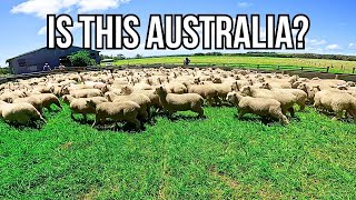 SORTING LAMBS ON THE GREENEST FARMLAND IN AUSTRALIA [upl. by Aihsot]