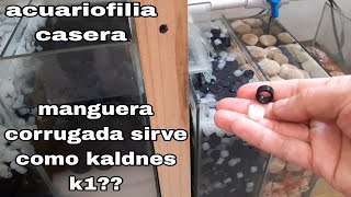 los resultados de usar kaldnes k1 en mi filtro sump [upl. by Koslo]