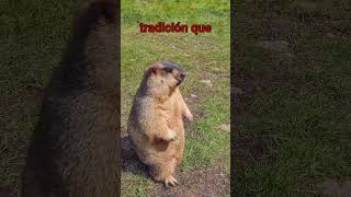 quot¿Sabías esto sobre las marmotas ¡Sorprendente hibernaciónquot animales vidasalvaje mundoanimal [upl. by Obala192]