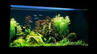 NonCO2 Budget Aquascape  Maintenance and Update [upl. by Lynnworth]