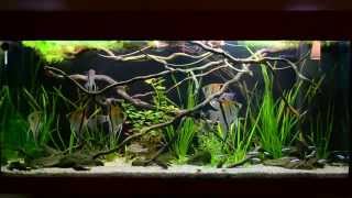 AMAZON BIOTOPE AQUARIUM 3 [upl. by Yenolem8]