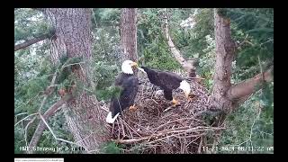 A brief visit this morning Gleneagles Nest [upl. by Akcir]