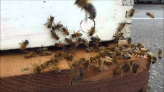 15 HD Minutes Bees Flying In And Out Of A Hive with stereo sound [upl. by Qirat]