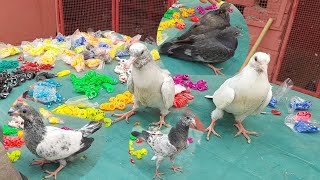 Baby Pigeons Ko Rings dali  Hashim Mahmood Pigeons [upl. by Abita]