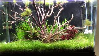 Tree aquascape using manzanita driftwood  dream tank come true [upl. by Pownall]