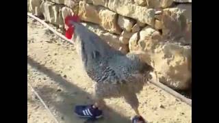 Chicken wearing sneakers [upl. by Mukul]