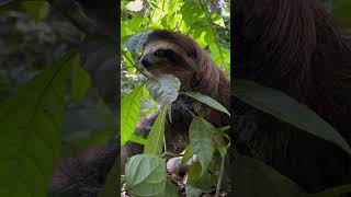 quotUnveiling the Secrets of Sloths Nature’s SlowMotion Marvelsquot [upl. by Aleacem]