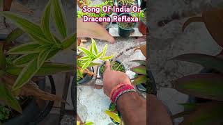 Song Of India Plant songofindia dracena indoorplants plants plantcare shorts [upl. by Belda]