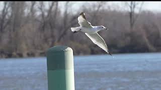 20240329 ring billed gull glastonbury boathouse slomo [upl. by Solegnave]