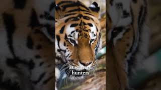 Sumatran tigers are almost extinct [upl. by Nowaj]