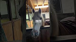 2023vs2024 pferd horse pferdestall equestrian reiten pony mybaby 2023 2024 [upl. by Nelluc384]