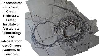 Paleontologists discover a 240millionyearold Chinese dragon [upl. by Brockie238]