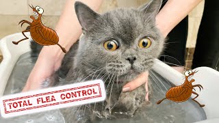 HOW TO GET RID OF FLEAS FAST CHEAP AND EASY 🙀 LEARN SECRETS HOW TO TREAT YOUR CAT KITTEN AND HOME [upl. by Norah536]