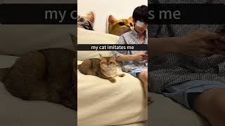 shortvideo funny petschannel funnyanimal cat mycatchannel pets funnycat [upl. by Dominick]