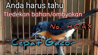 Perawatan Burung Tledekan bahan  Ombyokan  Agar Mau Bunyi Sehat Dan Tidak Mati [upl. by Nolahs556]