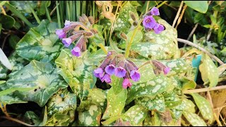 How to grow Pulmonaria  Lungworts coldhardy plants for pollinators and great groundcover in shade [upl. by Yorgo367]