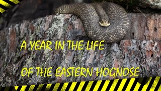 A YEAR IN THE LIFE OF THE EASTERN HOGNOSE [upl. by Crisey]