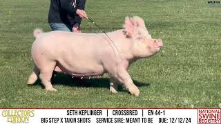 SETH KEPLINGER  CROSSBRED  EN 441  NSR Collectors Edition  Nov 20 2024 [upl. by Marjorie]