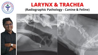 Larynx amp Trachea  Radiology  Lecture 09 [upl. by Renba214]