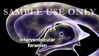 Ventricles of the Brain and CSF Flow Animationflv [upl. by Anayra]