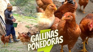 Crianza de gallinas ponedoras [upl. by Midan93]