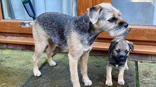 A few clips of our first week with Peggy border terrier puppy [upl. by Hennahane260]