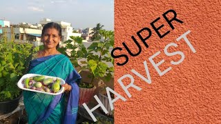 SUPER HARVEST IN MY ROOF GARDEN [upl. by Gnuhp]