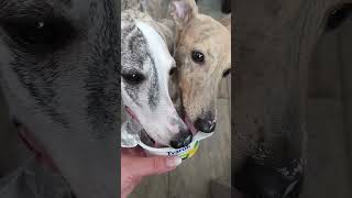 whippets amp tvaroh  cottage cheese [upl. by Britney]