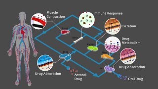 Human Organs On Chips [upl. by Rosen15]